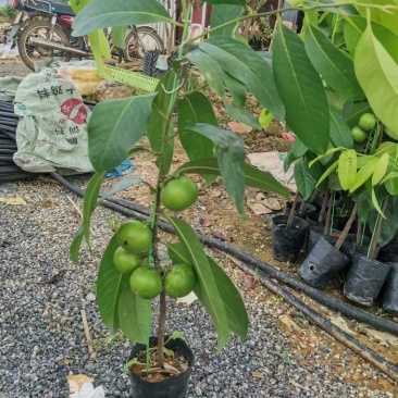 巧克力布丁果黑柿四季中果单季大果直生苗嫁接苗
