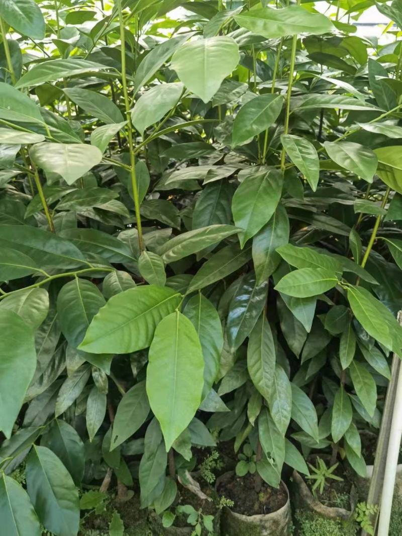 巧克力布丁果黑柿四季中果单季大果直生苗嫁接苗