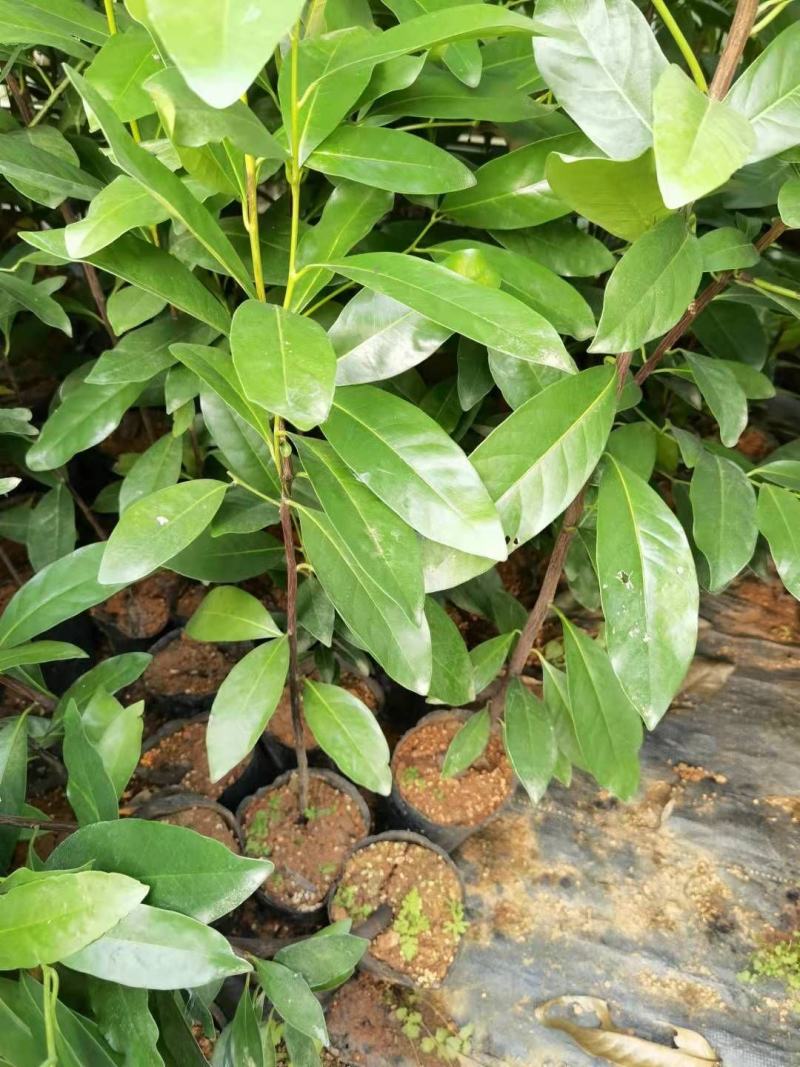 巧克力布丁果黑柿四季中果单季大果直生苗嫁接苗