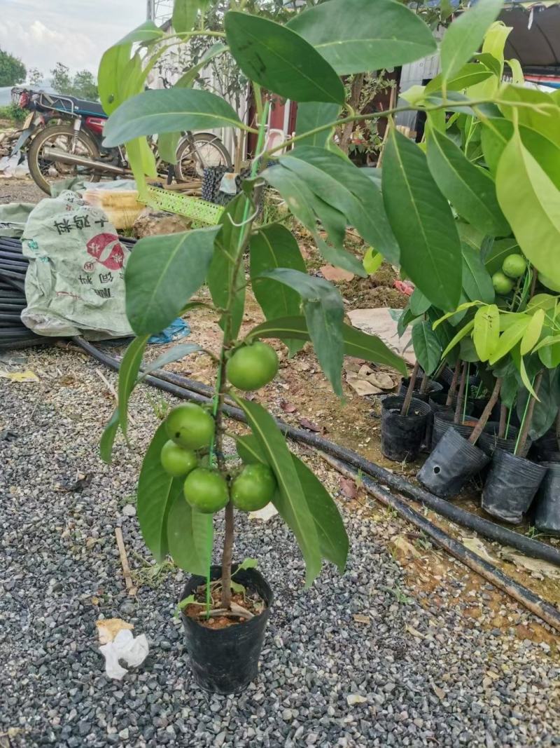 巧克力布丁果黑柿四季中果单季大果直生苗嫁接苗