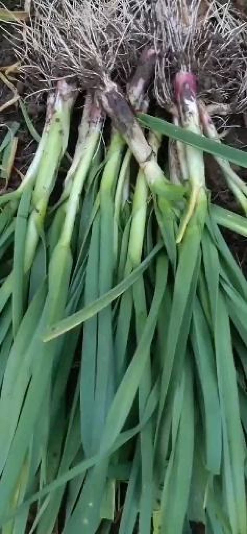 红根蒜苗根红苗保质保量每天持续发货保证年前不断货