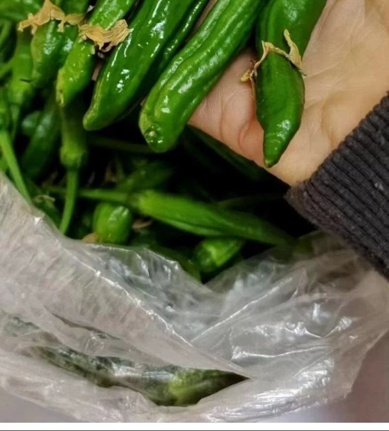 樟树港辣椒种子1000粒
