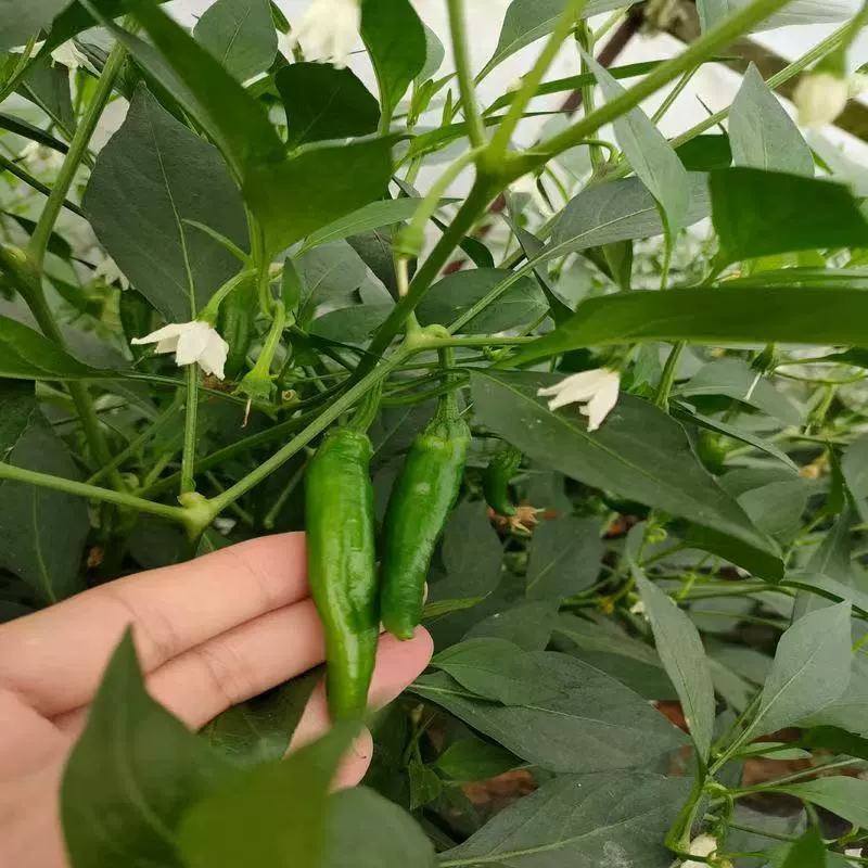 樟树港辣椒种子1000粒
