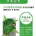 樟树港辣椒种子1000粒
