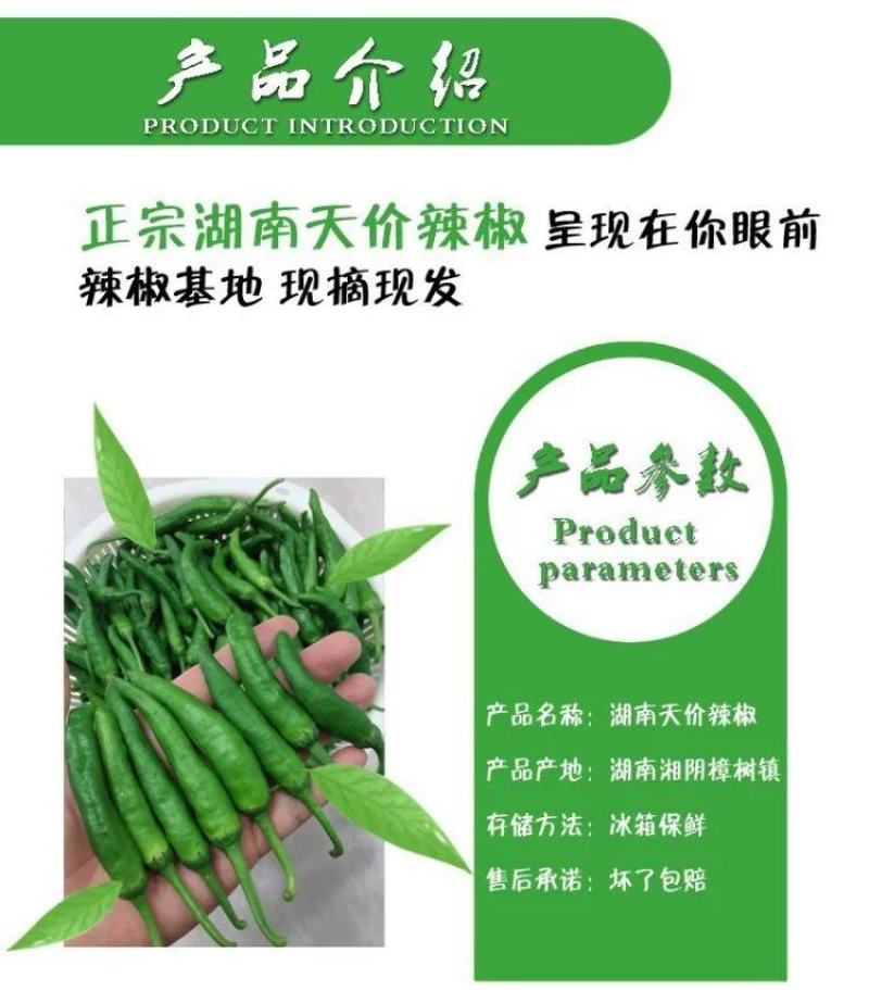 樟树港辣椒种子1000粒