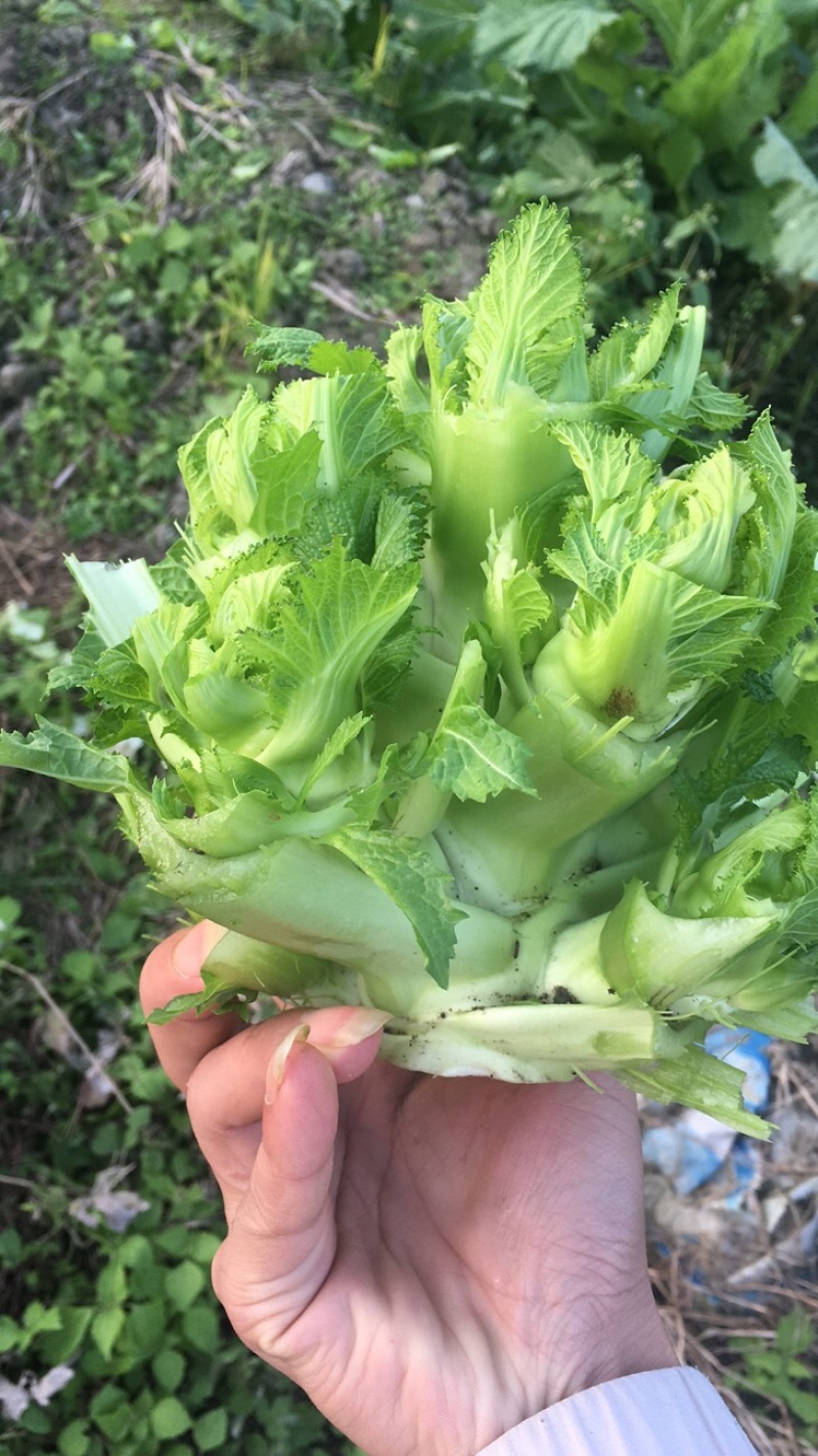 儿菜