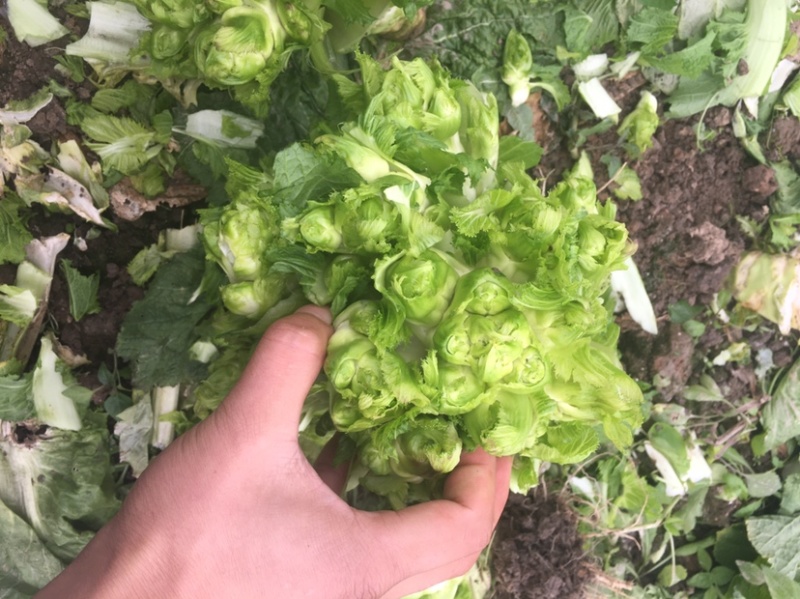 儿菜