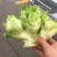 儿菜