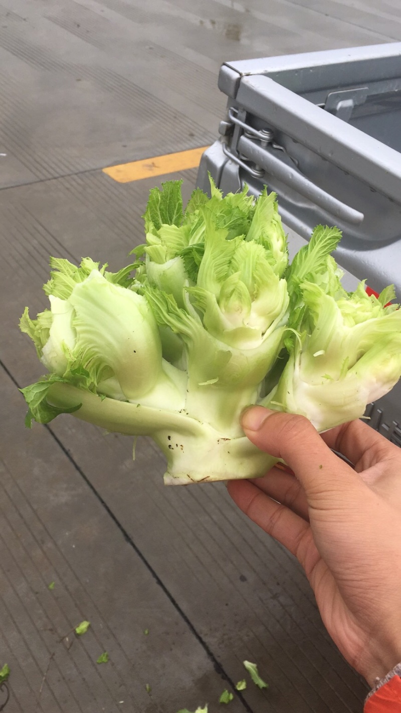 儿菜