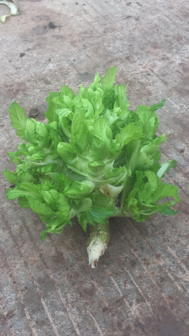 儿菜