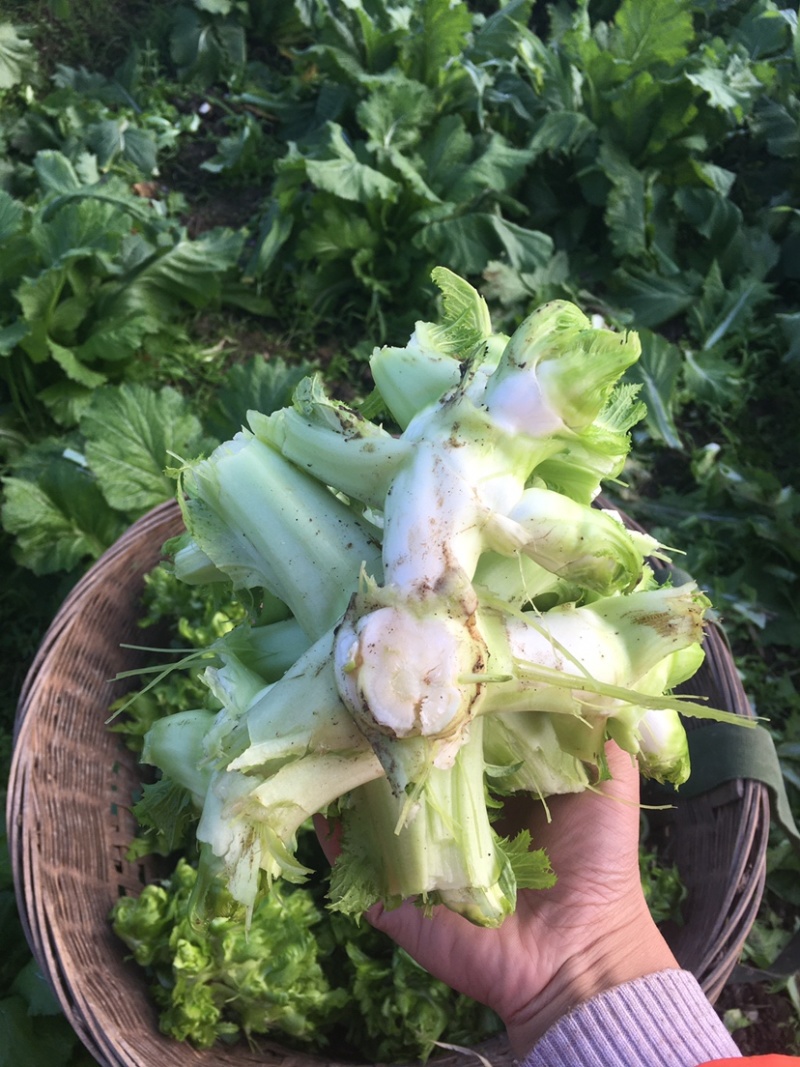 儿菜