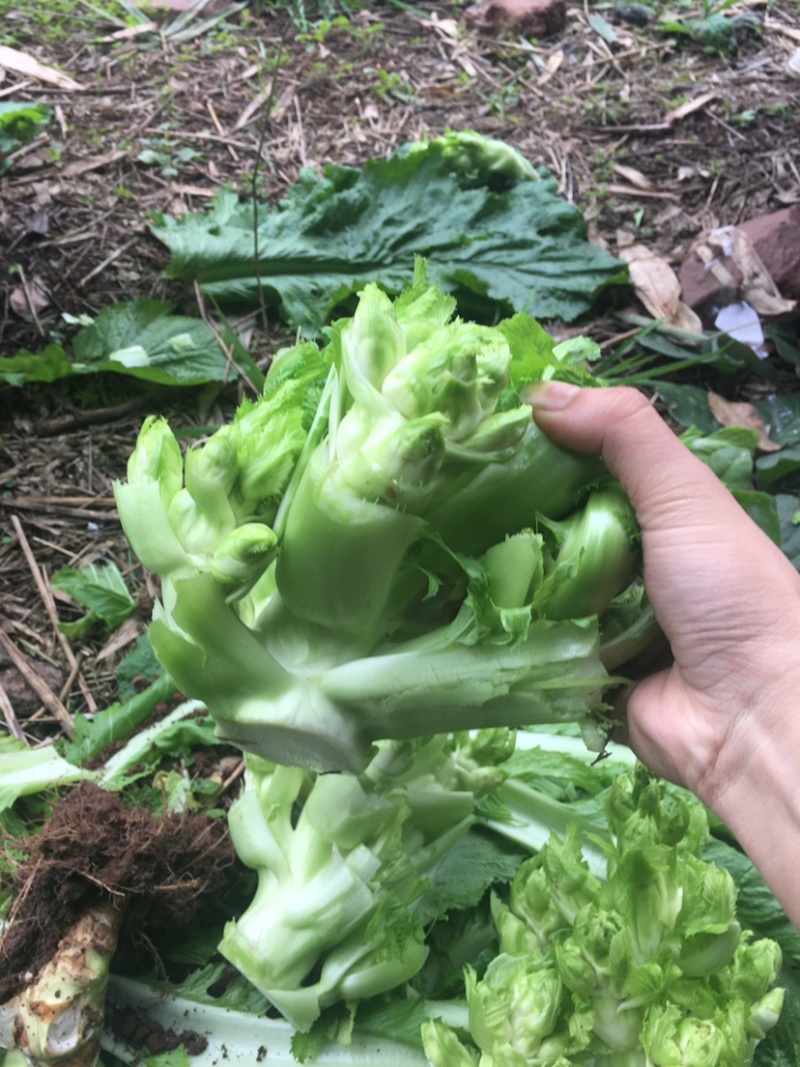 儿菜