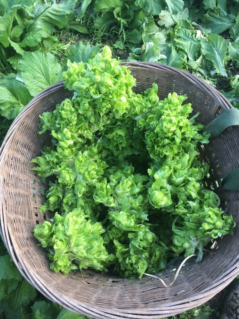 儿菜