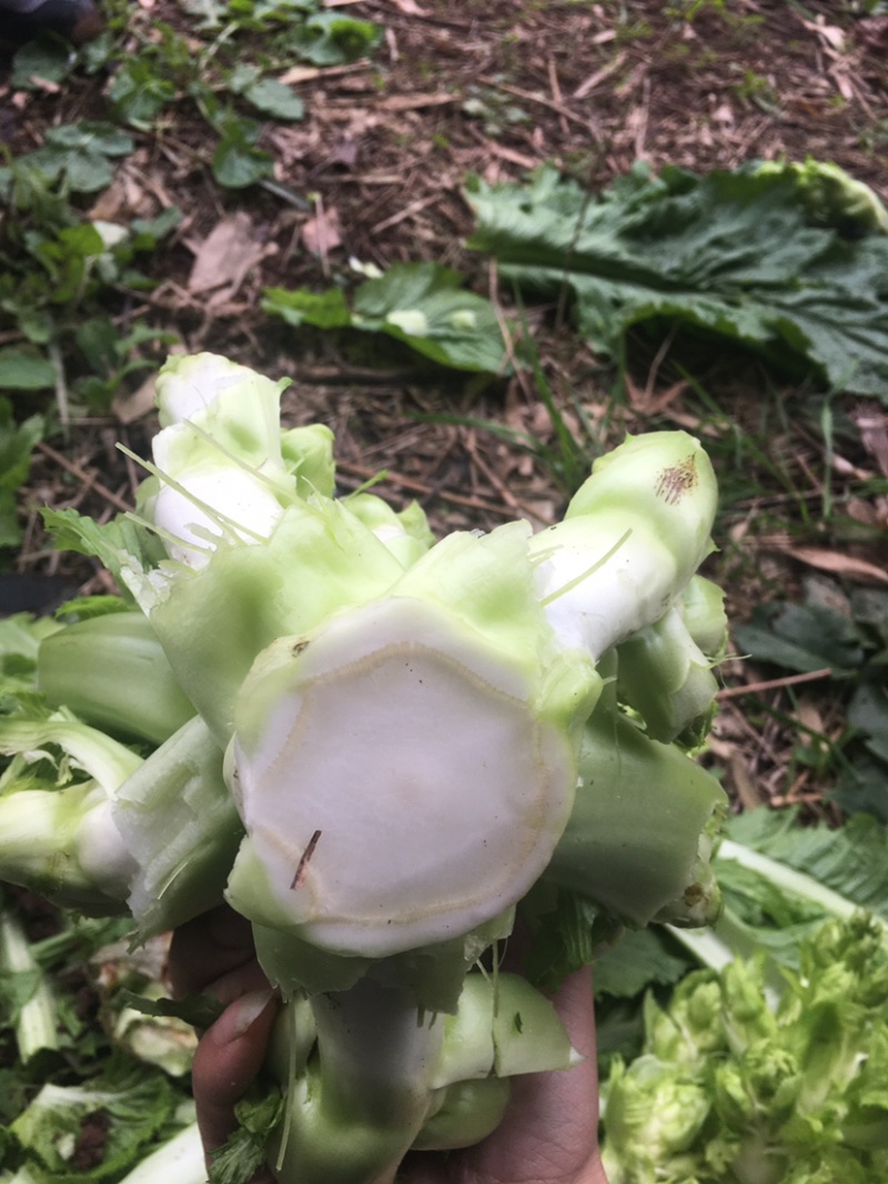 儿菜