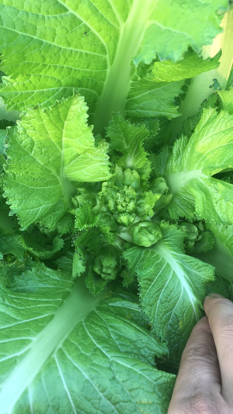 儿菜