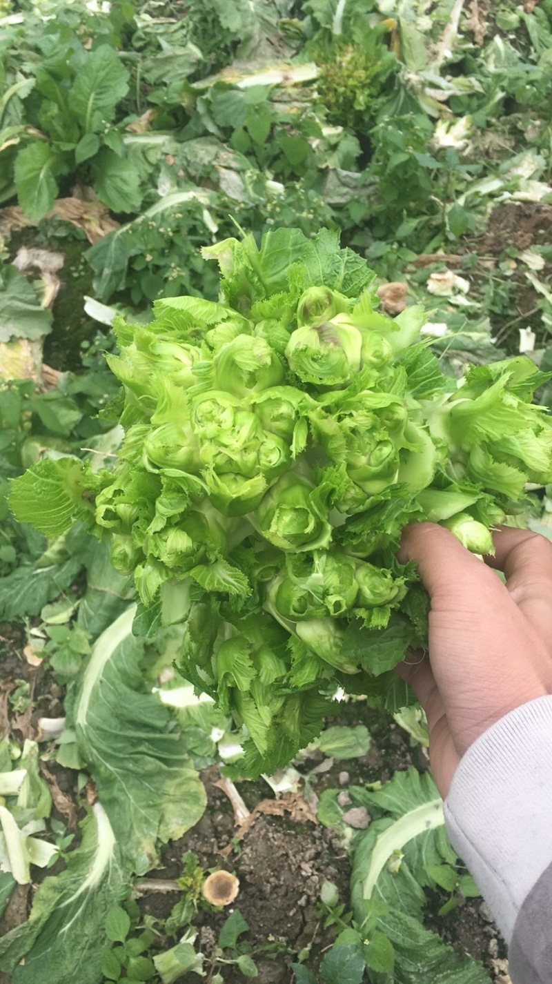 儿菜