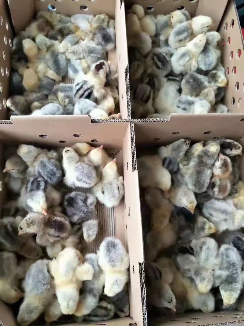彩凤鸡苗彩风鸡稻香鸡，稻花鸡苗质量优良包打疫苗