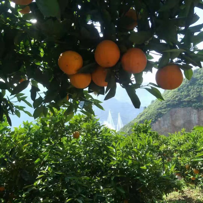 9月红脐橙红心脐橙普奇橙子