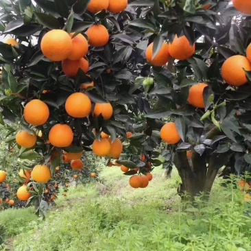 9月红脐橙红心脐橙普奇橙子
