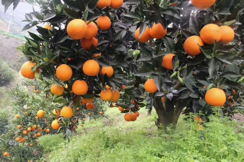 9月红脐橙红心脐橙普奇橙子