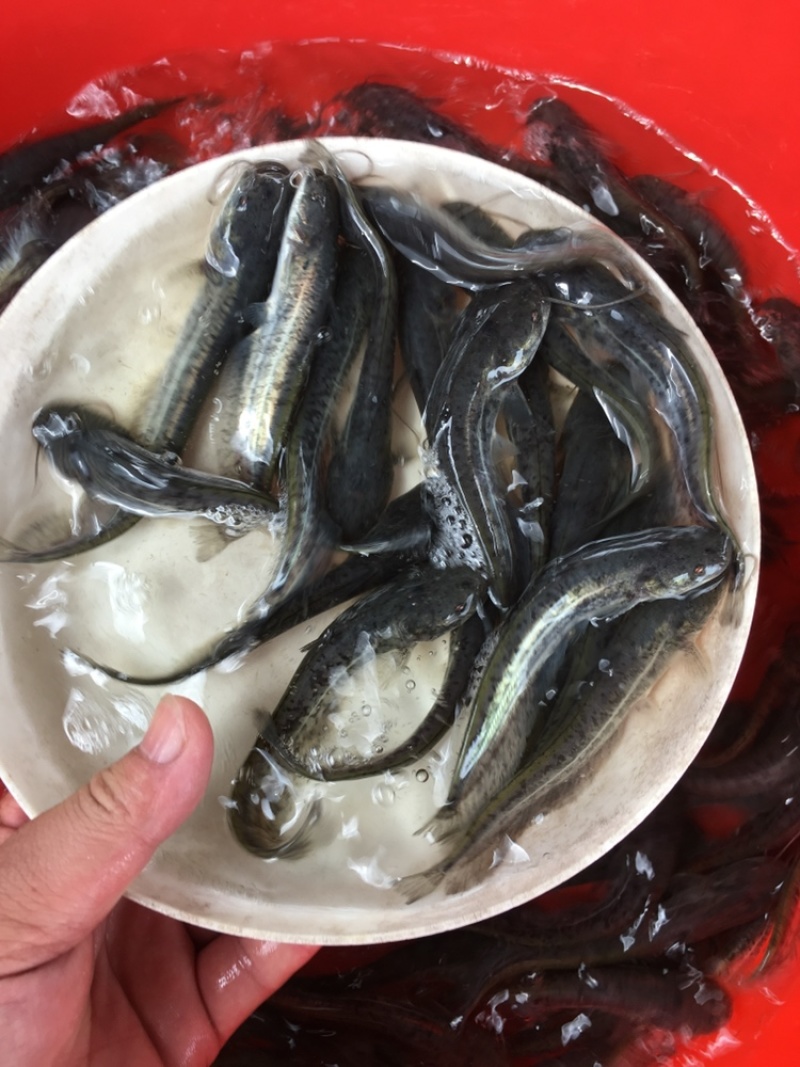 优选南方大口鲶鱼苗杂交大口鲶驯化饲料快大质量保证