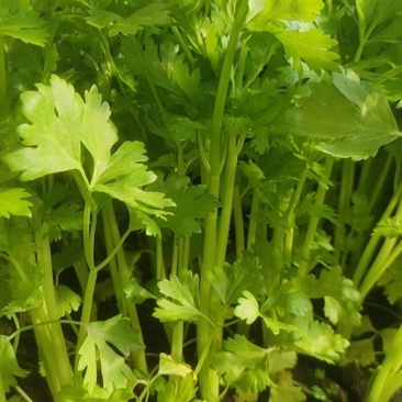 香芹，长年有货