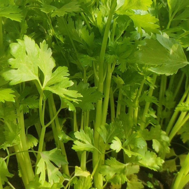 香芹，长年有货