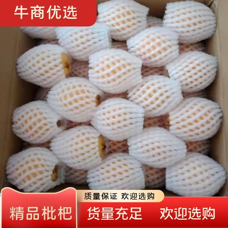 米易大五星枇杷，早中，核小肉多，口感甜，糖度高，代收。
