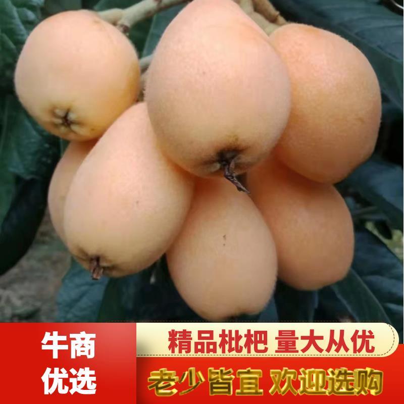 米易大五星枇杷，早中，核小肉多，口感甜，糖度高，代收。