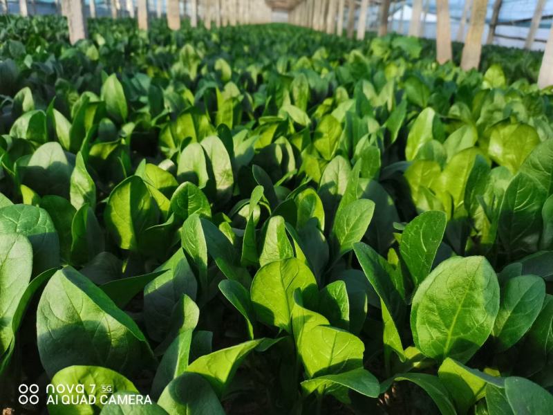 安阳大棚蔬菜大叶菠菜，大量上市中，需要联系，货好价优，