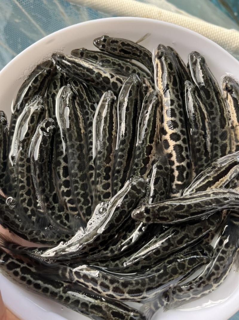 优选杂交黑鱼苗乌鱼财鱼生鱼好养快大技术指导质量保证