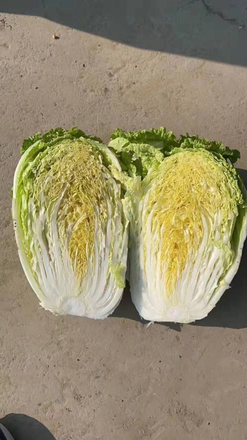 白菜，潍坊精品白菜大量上市，保质量代发全国
