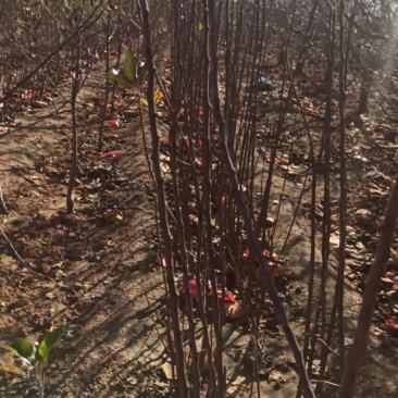 栖霞市苹果苗，自家基地苗莆，保证纯度和质量，现挖现发