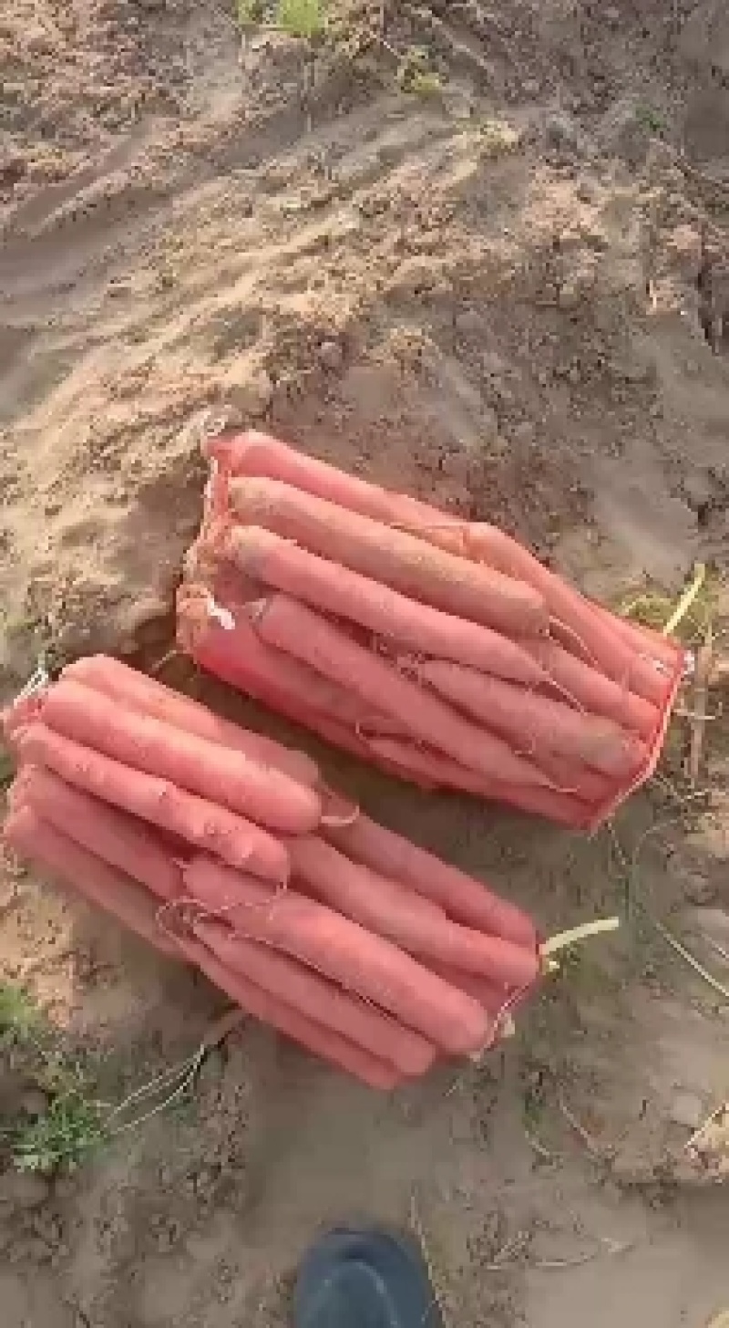 红萝卜大量有货要的联系
