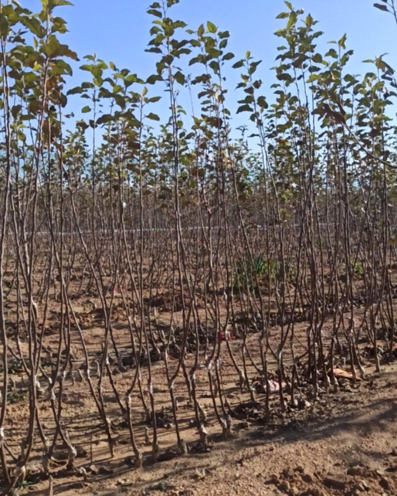 栖霞市苹果苗，自家基地苗莆，保证纯度和质量，现挖现发