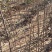 栖霞市苹果苗，自家基地苗莆，保证纯度和质量，现挖现发