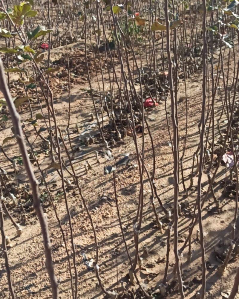 栖霞市苹果苗，自家基地苗莆，保证纯度和质量，现挖现发