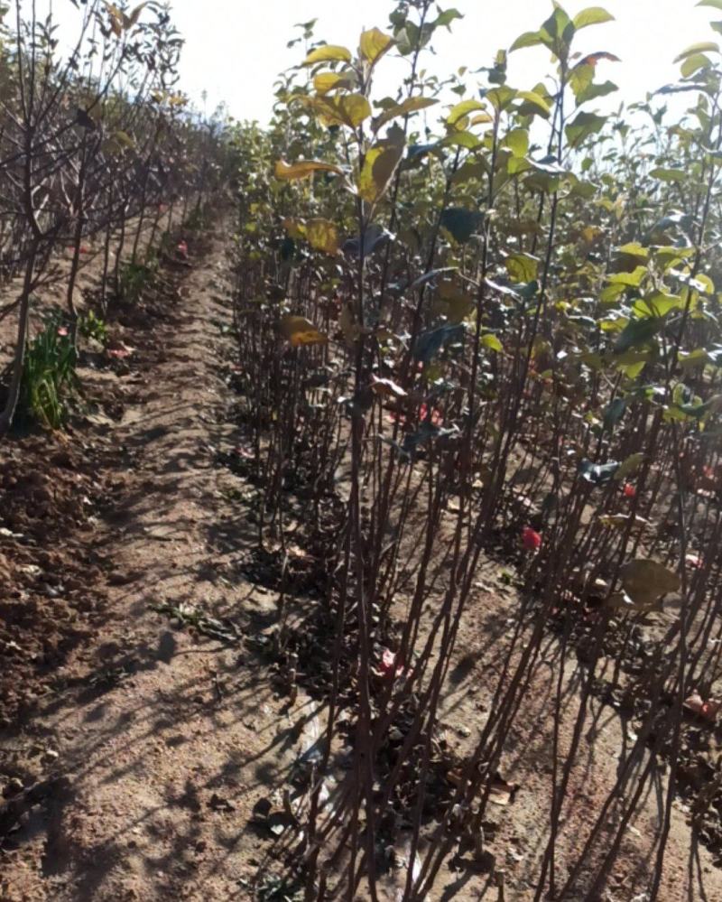 栖霞市苹果苗，自家基地苗莆，保证纯度和质量，现挖现发