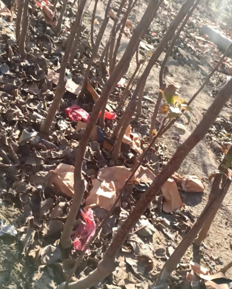 栖霞市苹果苗，自家基地苗莆，保证纯度和质量，现挖现发