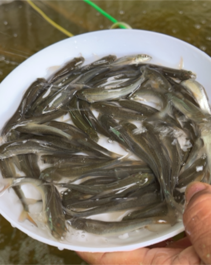 优选淡水银鳕鱼苗高档鱼苗好养快大成活率高技术指导