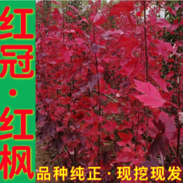 【**商品】红冠美国红枫红冠红枫枫树品种纯正