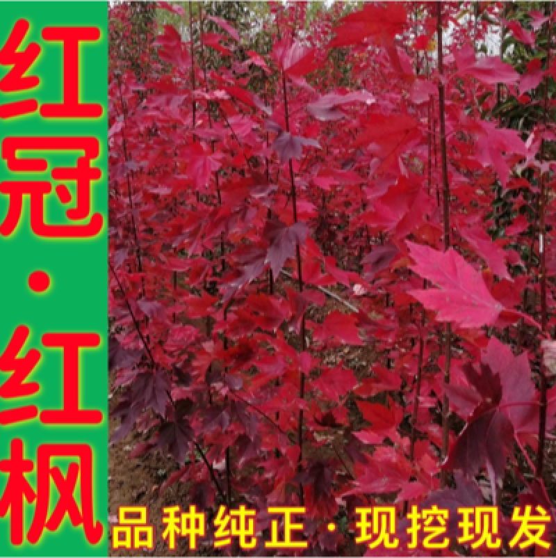 【**商品】红冠美国红枫红冠红枫枫树品种纯正