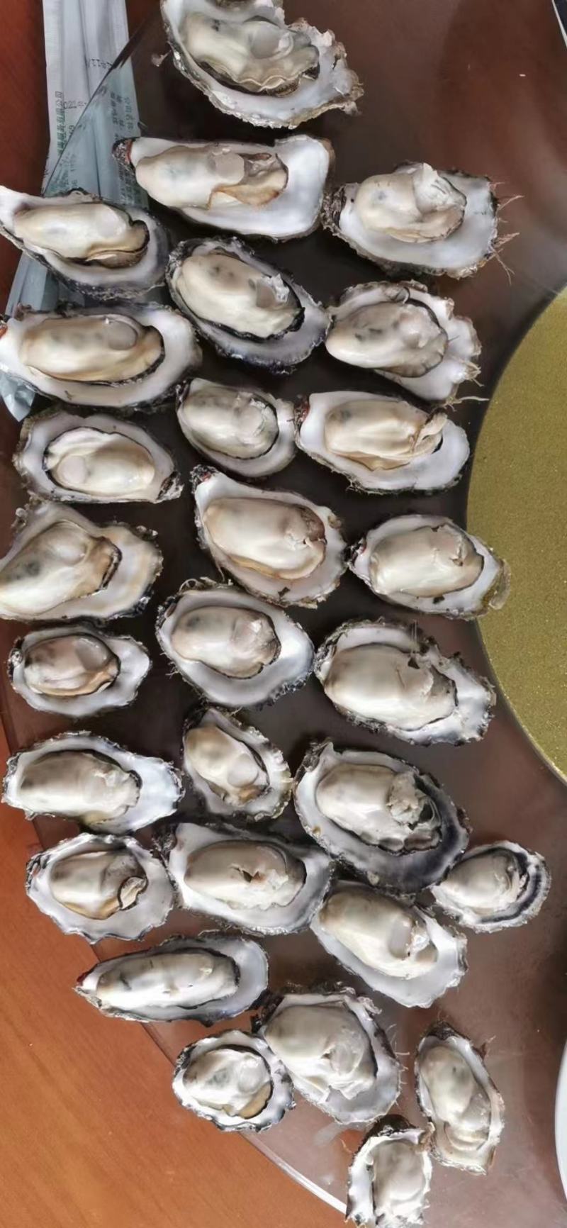乳山精品蚝肥度9成三倍体薄壳显个全规格走货价好