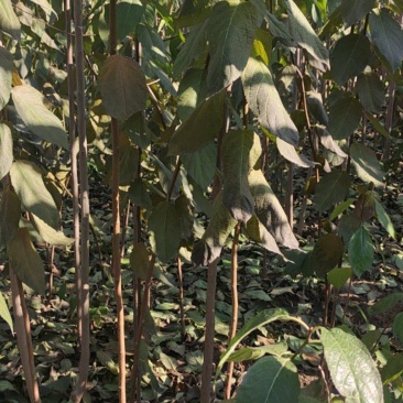 杜仲杜仲树苗大量出售1-5年苗大量有货