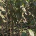 杜仲杜仲树苗大量出售1-5年苗大量有货