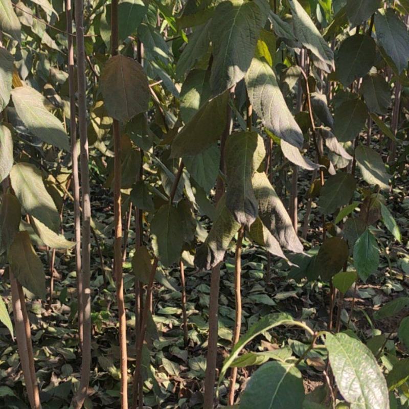 杜仲杜仲树苗大量出售1-5年苗大量有货