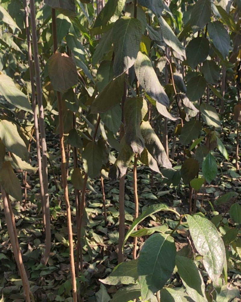 杜仲杜仲树苗大量出售1-5年苗大量有货