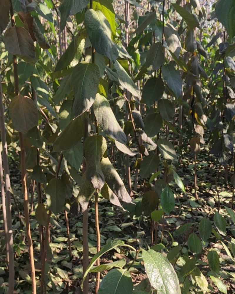 杜仲杜仲树苗大量出售1-5年苗大量有货