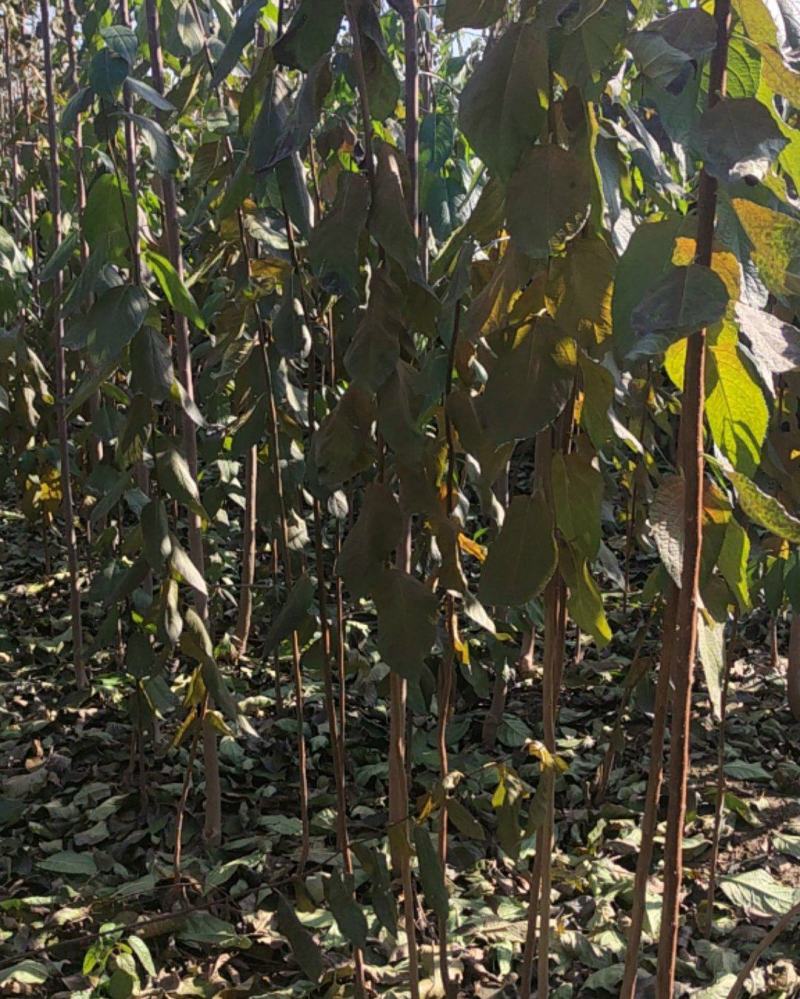 杜仲杜仲树苗大量出售1-5年苗大量有货
