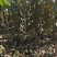 杜仲杜仲树苗大量出售1-5年苗大量有货